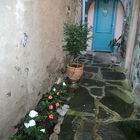 Les Hibiscus